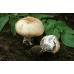Мицелий Шампиньона миндального  (Аgaricus subrufescens)